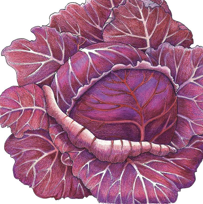 Organic Express Red Cabbage Seeds, Packet or 1/4 lb