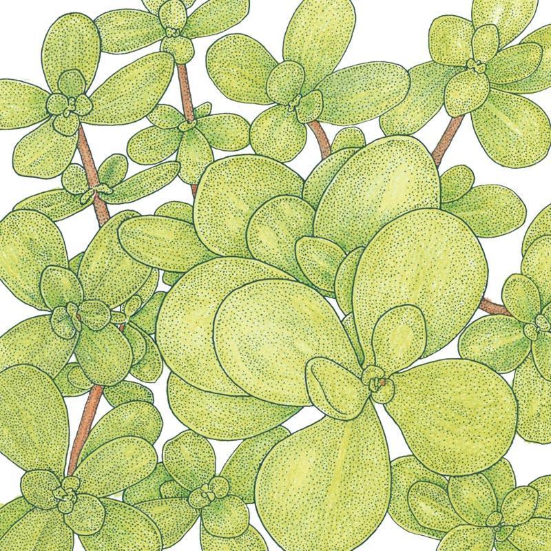 Organic Purslane Seeds, Heirloom Greens, Packet or 1 oz