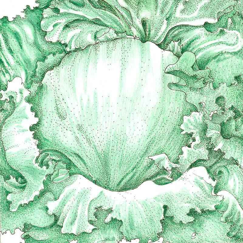 Organic Iceberg Superior Lettuce Seeds, Packet or 1 oz