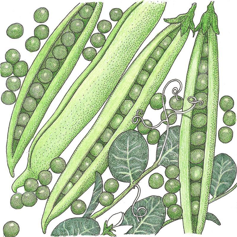 Organic Progress #9 Shelling Pea Seeds, Packet or 1/2 lb