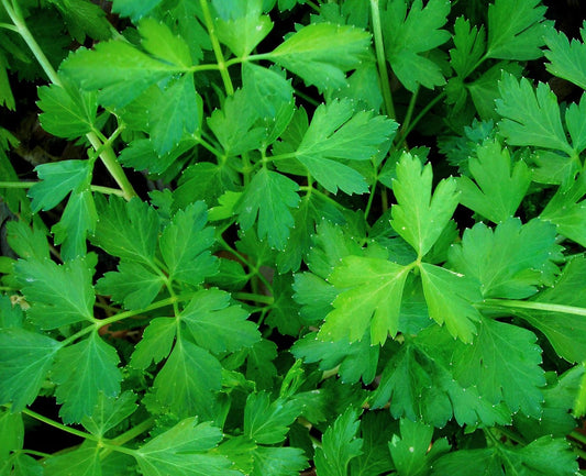 Italian Flat Leaf Parsley Seeds – Hardy Dark Green Culinary Herb