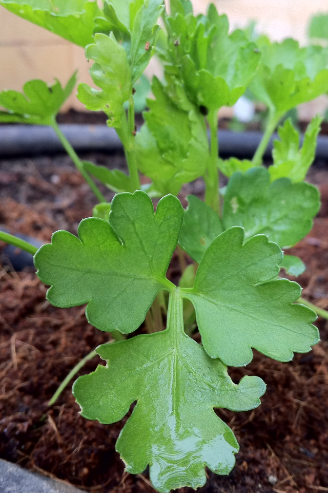 Italian Flat Leaf Parsley Seeds – Hardy Dark Green Culinary Herb