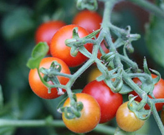 Peacevine Cherry Tomato Seeds – Non-GMO Prolific Red Cherry Variety