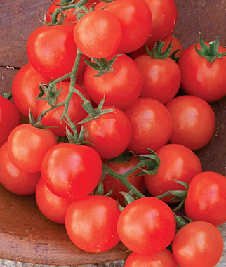 Sweetie Cherry Tomato Seeds – Super Sweet High-Sugar Cherry Tomato